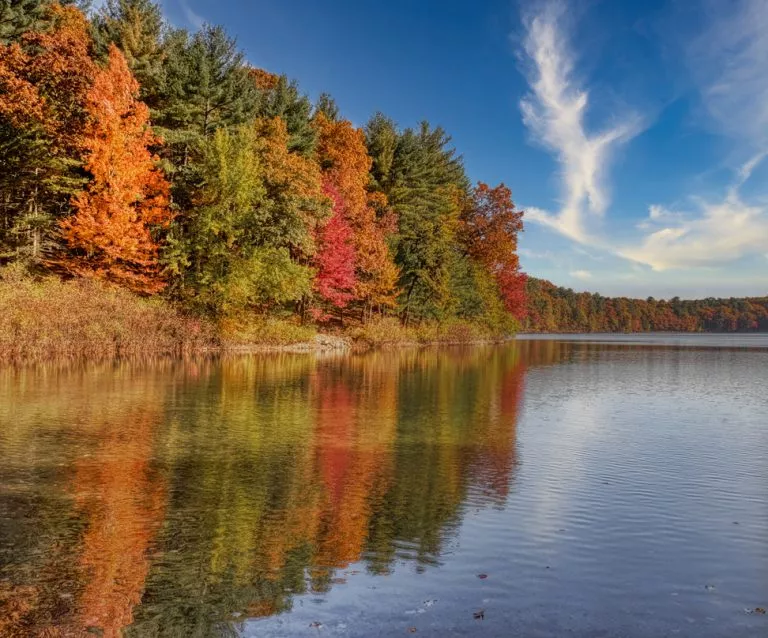 Foliage at Walden Pond