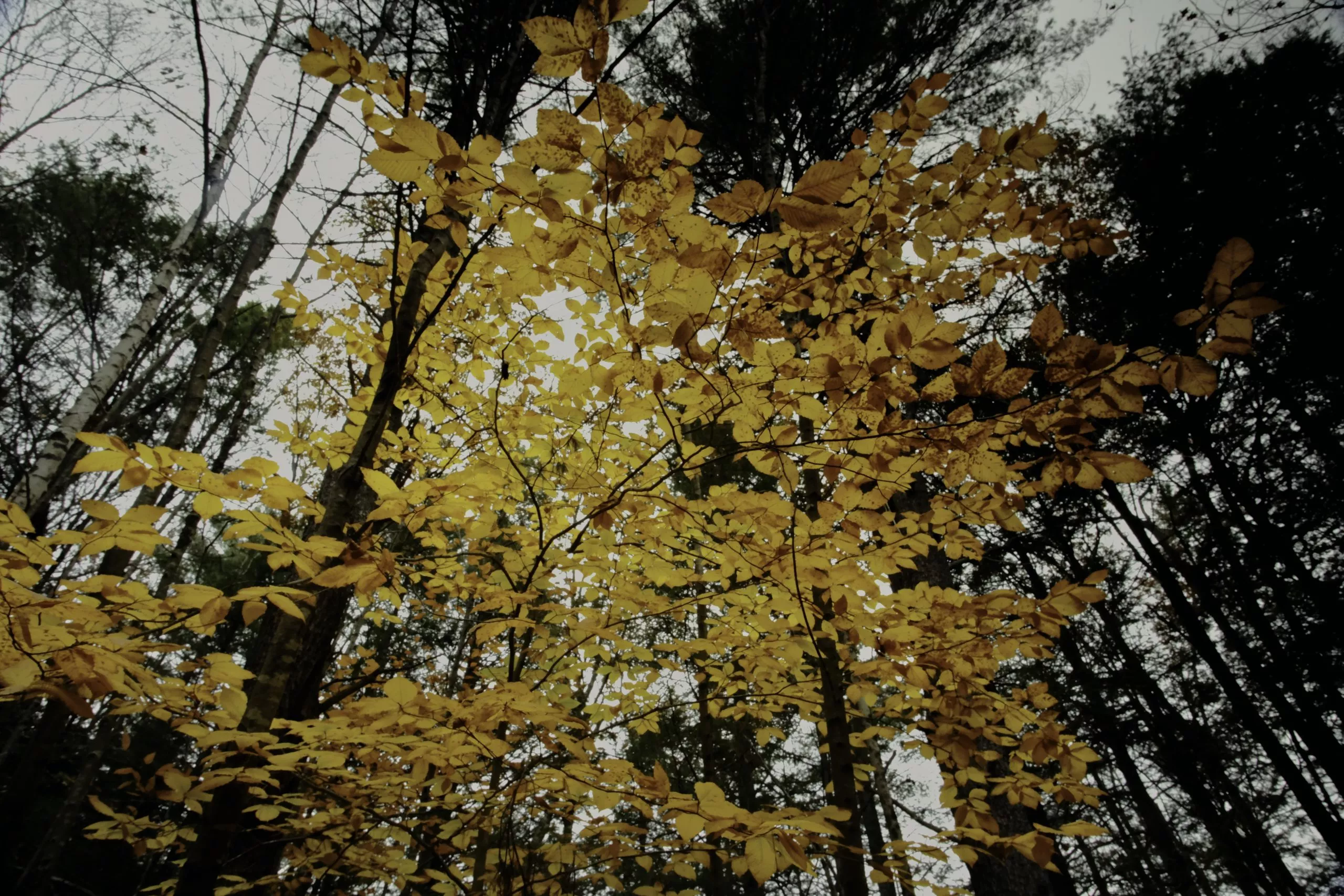 Beech tree in fall at the Tucker and French Family Forest near Kingston, NH