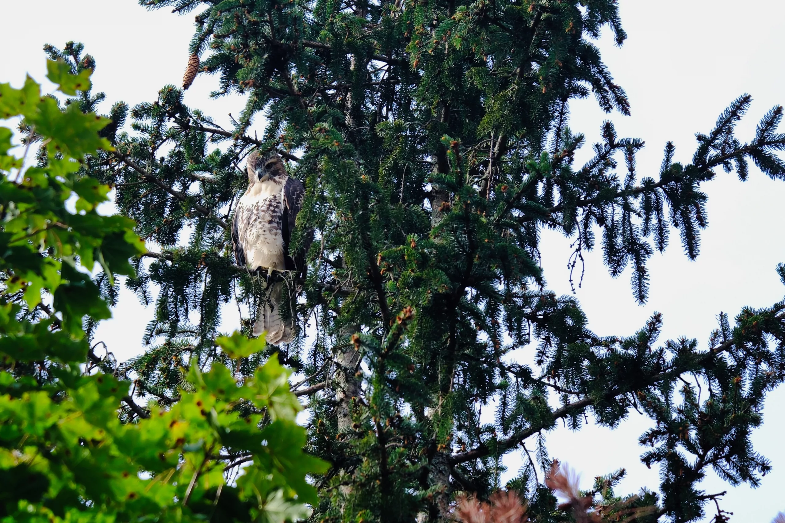 Back yard Hawk
